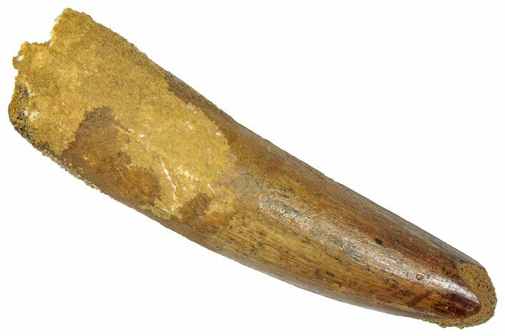 Fossil Spinosaurus Tooth - Real Dinosaur Tooth #331364